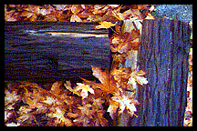 Logs and Leaves (geometric pattern)